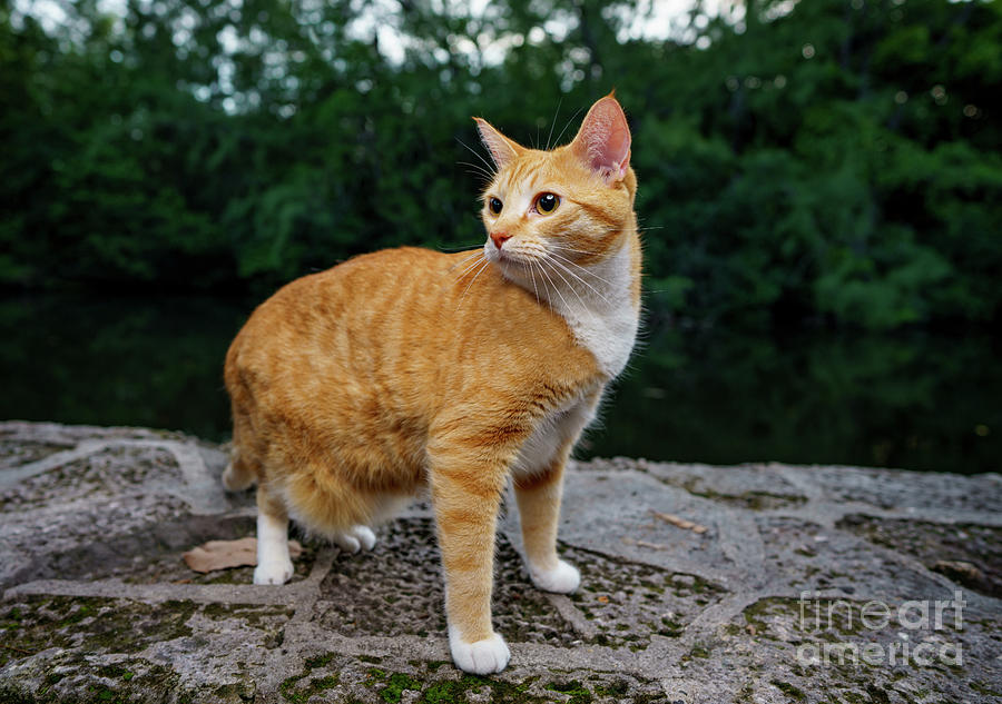 Kucing Kampung